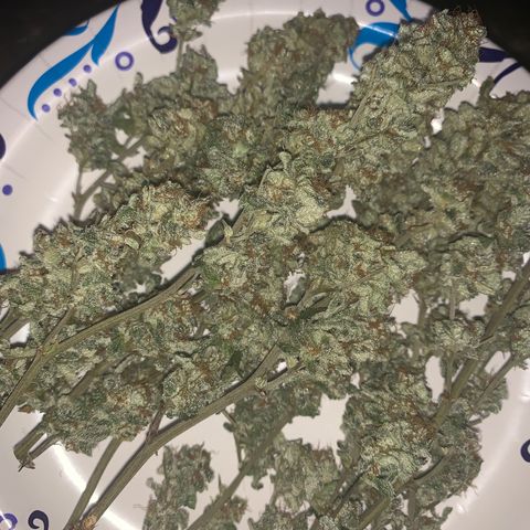 Zkittle LPC, TP & Palp Kush growlog photo: Trimmed palp kush & LPC 