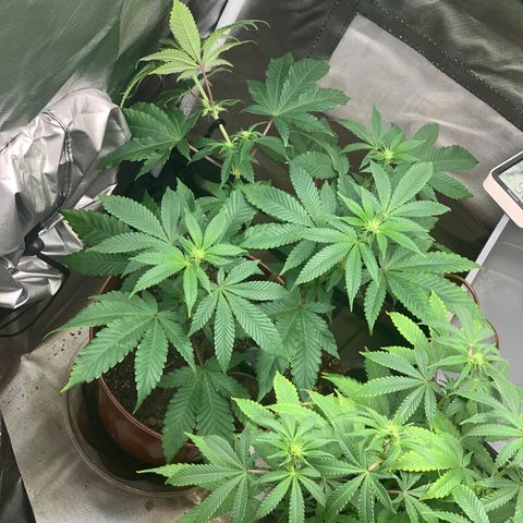Mota Hari XX growlog photo: Budding