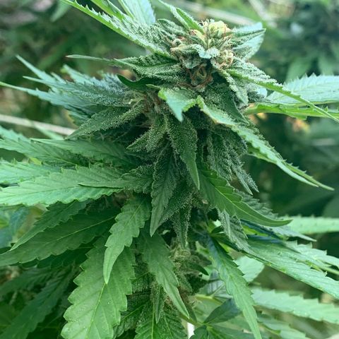 Sour Amnesia & Butter Bean growlog photo: Budding