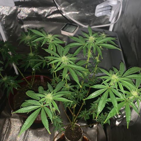 Mota Hari XX growlog photo: Defoliated and fed also foliar spray 