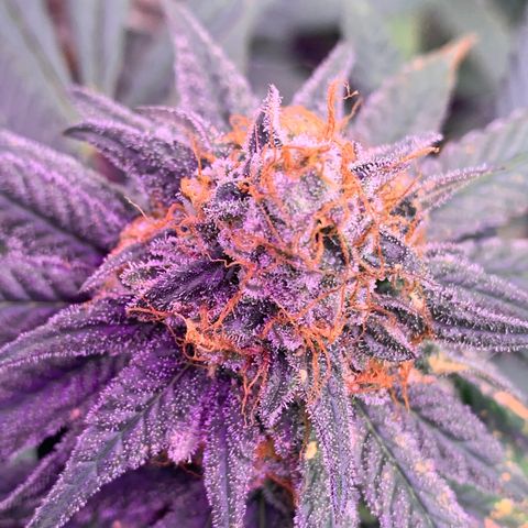 Zkittle LPC, TP & Palp Kush growlog photo: Seeing some amberonis 