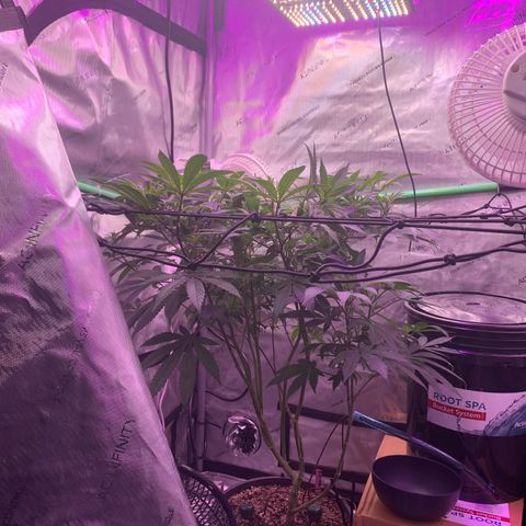 Zkittle Gpa growlog photo: Tuckin tuckin tuckin
