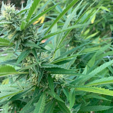 Sour Amnesia & Butter Bean growlog photo: Budding beautifully 