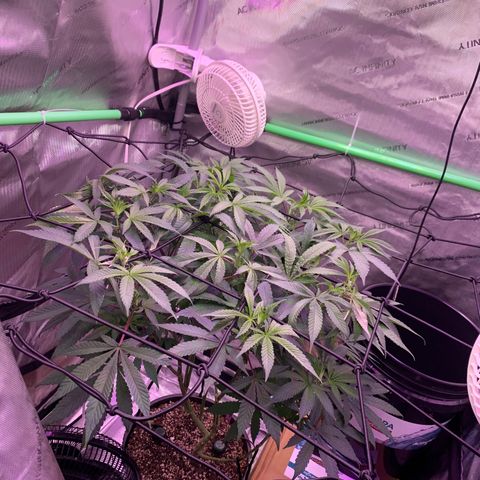 Zkittle Gpa growlog photo: Fuckin tuckin
