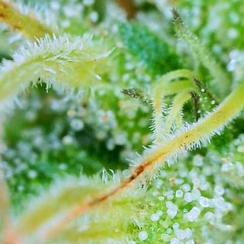 Sour Amnesia & Butter Bean growlog timeline photo