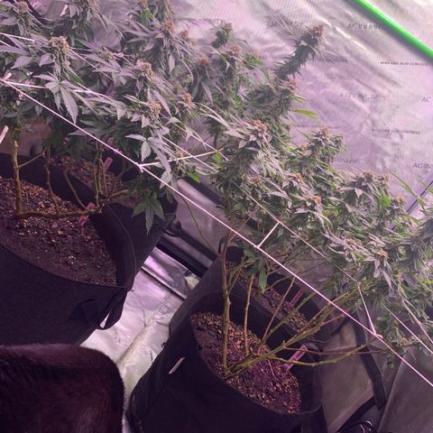 Zkittle LPC, TP & Palp Kush growlog timeline photo
