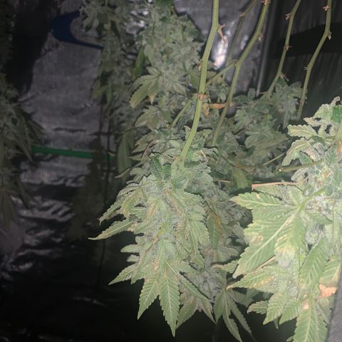Zkittle LPC, TP & Palp Kush growlog photo: Drying