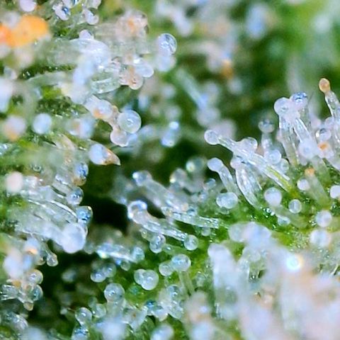 Zkittle LPC, TP & Palp Kush growlog photo: Seeing some amberonis 