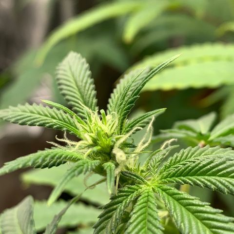 Mota Hari XX growlog photo: Budding