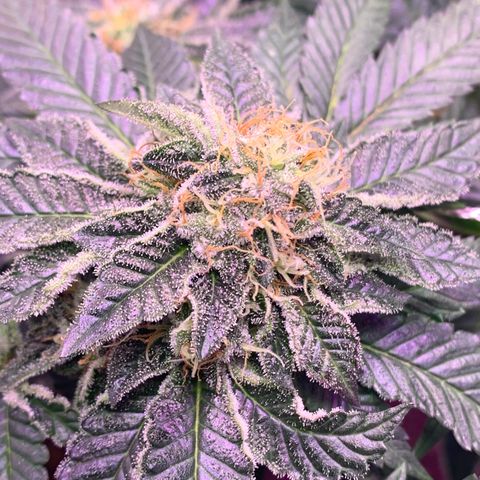 Zkittle LPC, TP & Palp Kush growlog timeline photo