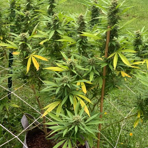 Sour Amnesia & Butter Bean growlog photo: Before the hurricane