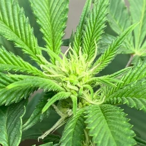 Mota Hari XX growlog photo: Budding