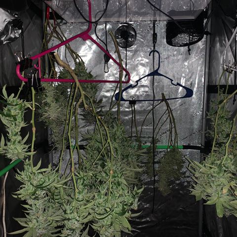 Zkittle LPC, TP & Palp Kush growlog timeline photo