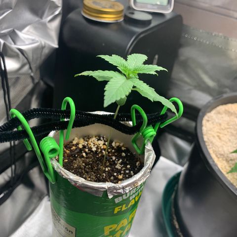 Mota Hari XX growlog photo: Beginning of the mite fight muta opening up tho