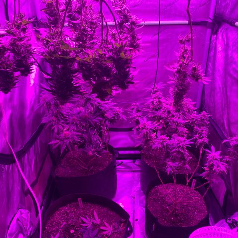 Zkittle LPC, TP & Palp Kush growlog photo: Chop day