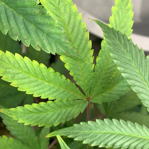 Mota Hari XX growlog photo: Budding