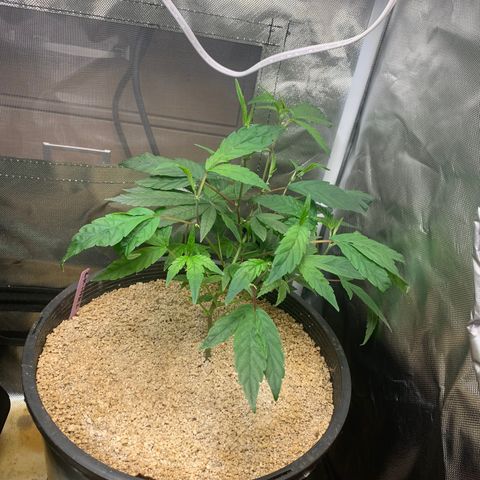 Mota Hari XX growlog timeline photo