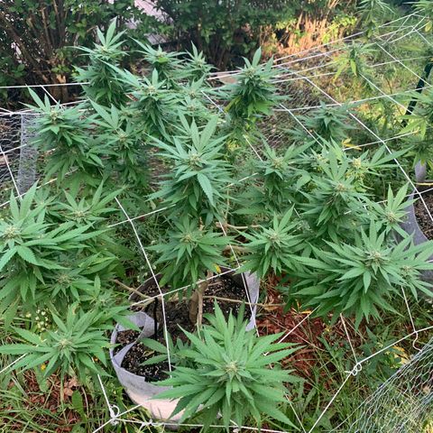 Sour Amnesia & Butter Bean growlog photo: Budding and stacking