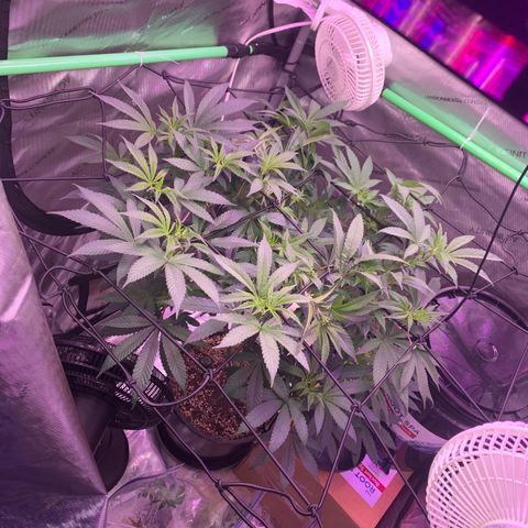 Zkittle Gpa growlog photo: Tuckin tuckin tuckin
