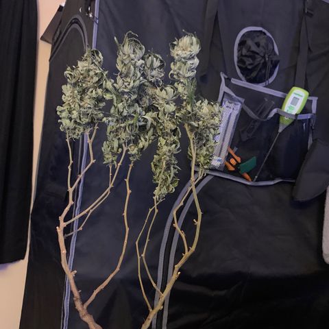 Zkittle LPC, TP & Palp Kush growlog photo: Trash panda