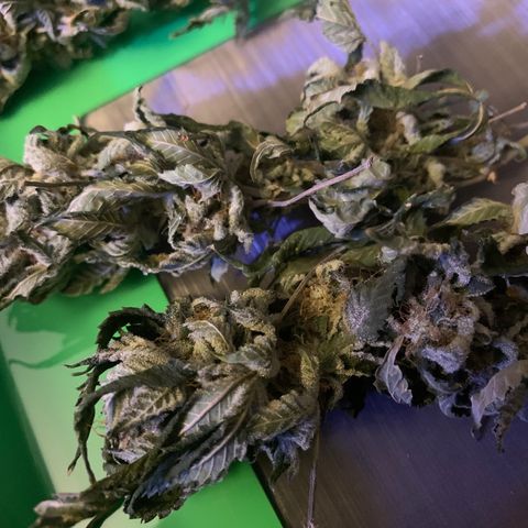 Zkittle LPC, TP & Palp Kush growlog photo: Trash panda