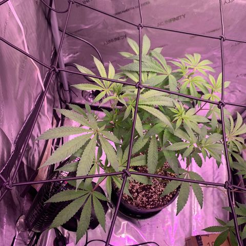 Zkittle Gpa growlog photo: Vaccummd out the top perlite cover, exposed roots, recovered with organic soil top dressed GGA