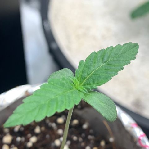 Mota Hari XX growlog photo: New trues poppin, zkittle growing