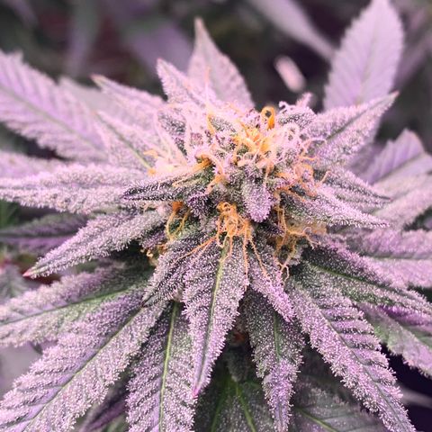 Zkittle LPC, TP & Palp Kush growlog timeline photo