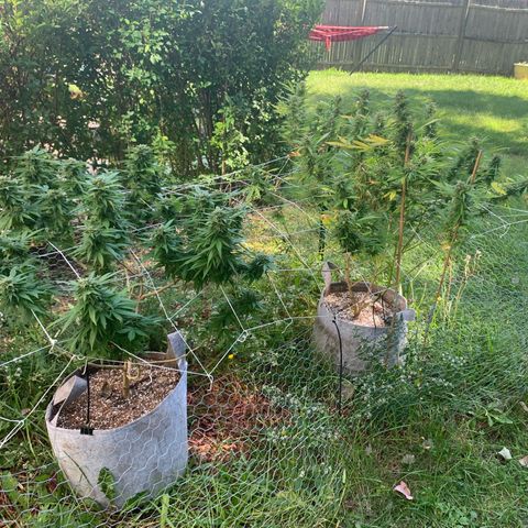 Sour Amnesia & Butter Bean growlog timeline photo