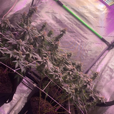 Zkittle LPC, TP & Palp Kush growlog timeline photo