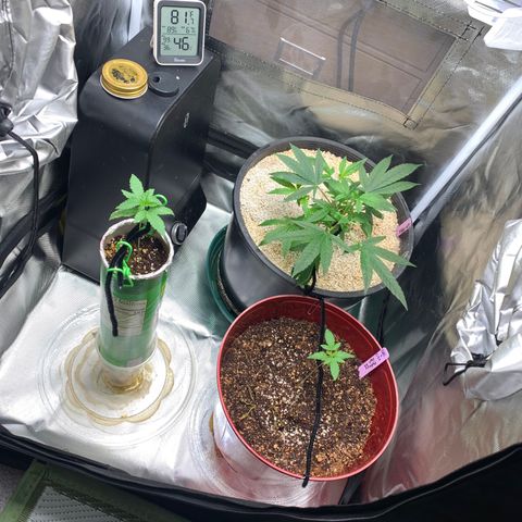 Mota Hari XX growlog photo: Fighting mites, 1 day at a time