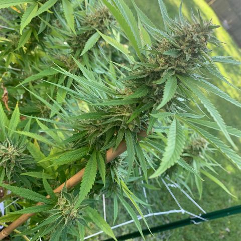 Sour Amnesia & Butter Bean growlog timeline photo