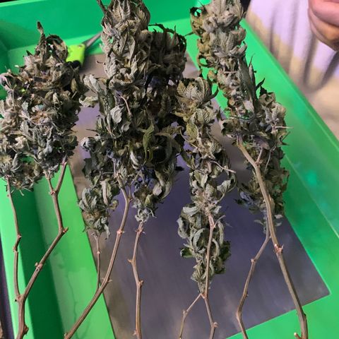 Zkittle LPC, TP & Palp Kush growlog photo: Trash panda