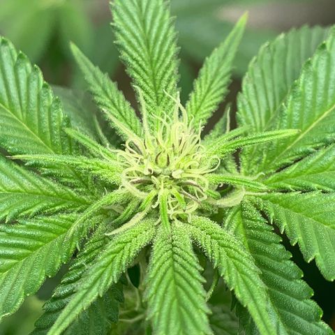 Mota Hari XX growlog photo: Defoliated and fed also foliar spray 