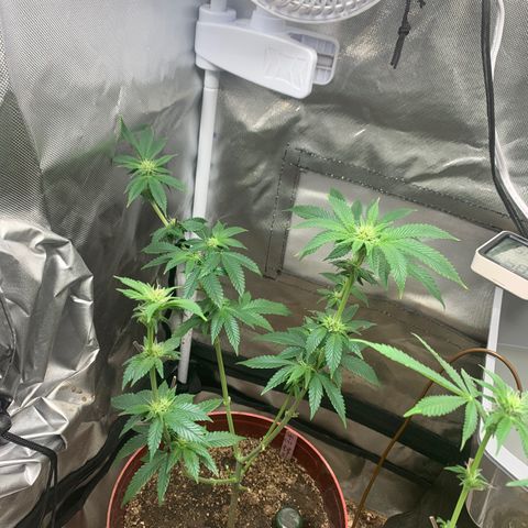 Mota Hari XX growlog photo: Defoliated and fed also foliar spray 
