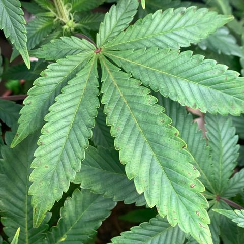 Mota Hari XX growlog photo: Budding