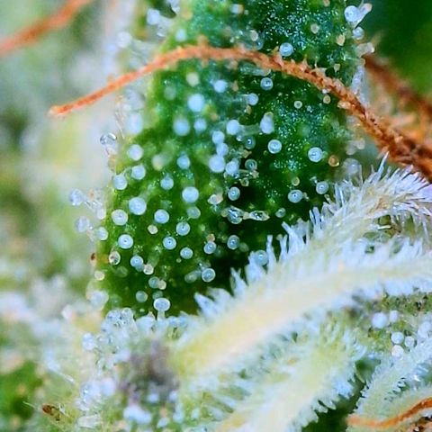 Sour Amnesia & Butter Bean growlog photo: Big chop