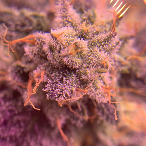 Zkittle LPC, TP & Palp Kush growlog photo: Closing in on harvest 