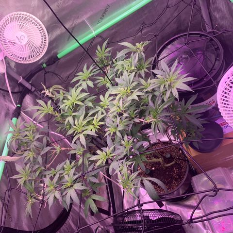 Zkittle Gpa growlog photo: After Defol 