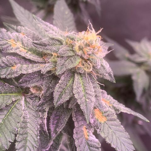 Zkittle LPC, TP & Palp Kush growlog timeline photo