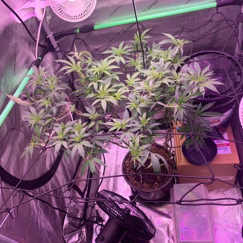 Zkittle Gpa growlog photo: After Defol 