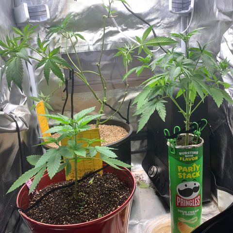 Mota Hari XX growlog timeline photo
