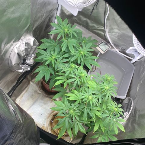 Mota Hari XX growlog photo: Budding