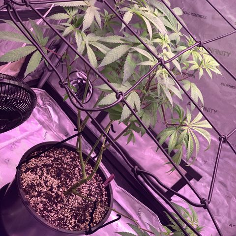 Zkittle Gpa growlog photo: Vaccummd out the top perlite cover, exposed roots, recovered with organic soil top dressed GGA
