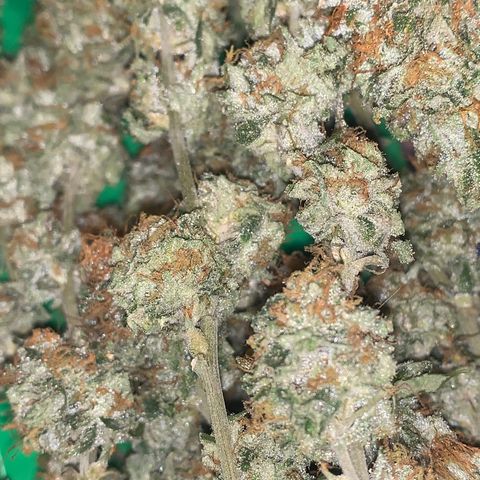 Zkittle LPC, TP & Palp Kush growlog photo: Trimmed Zkittles