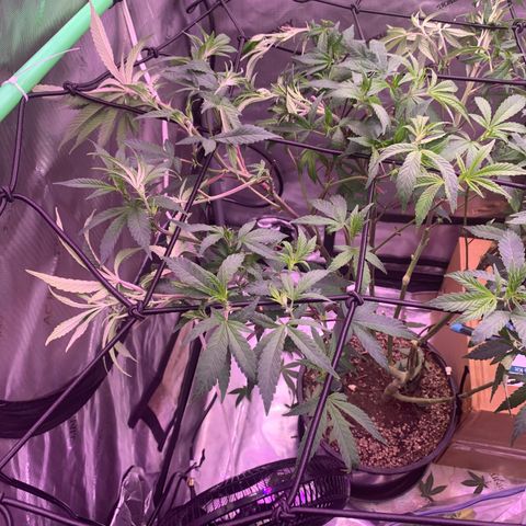 Zkittle Gpa growlog photo: Defoliated and trellised and fed