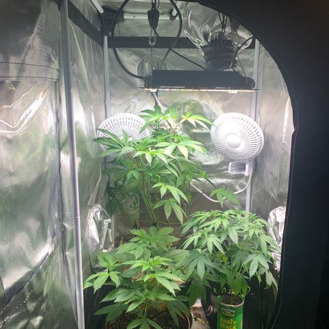 Mota Hari XX growlog timeline photo
