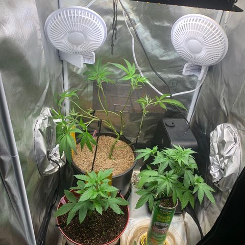 Mota Hari XX growlog timeline photo