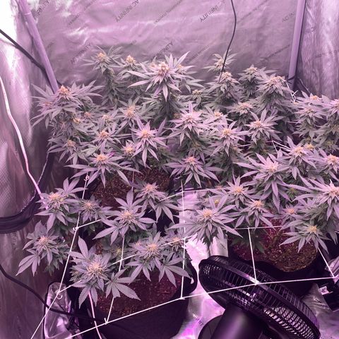Zkittle LPC, TP & Palp Kush growlog timeline photo