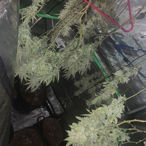 Zkittle LPC, TP & Palp Kush growlog photo: Drying